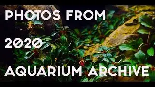 PHOTOS FROM 2020 AQUARIUM ARCHIVE(2020 Arşivden Akvaryum Fotoğrafları)