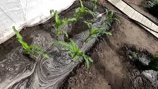 Поливаю кукурузу 16 июня