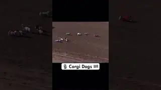 Corgi dogs are great #Shorts #FYP #GoViral #Corgi #DogLover