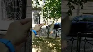 Питерские воробьи-калибри и легендарные пышки #пышка #спб #питер #санктпетербург