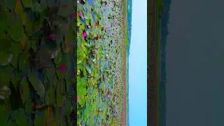 Lily field 