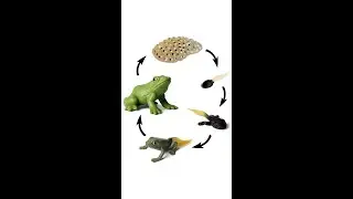 Frog Life Cycle | Life Cycle Of A Frog 