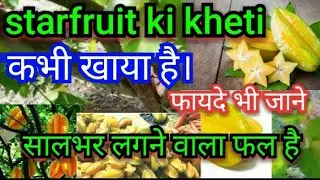 starfruit ki kheti।स्टारफल की खेती।अमरख व कमरख की खेती।स्टारफल के फायदे।।starfruit farming।