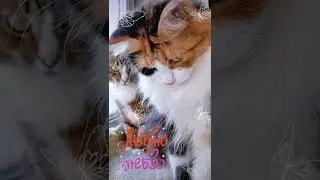 СМЕШНЫЕ КОШКИ / ПРИКОЛЫ С КОШКАМИ