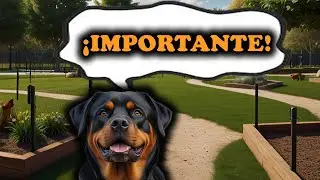 😮 Rottweilers: ¡Todo lo que No Sabías sobre Ellos! 🐕‍🦺