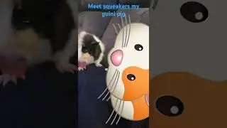 Meet Squeakers the hungry Guinea Pig!! #guineapig #pets #hakuten
