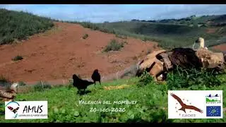 La comunidad de aves en el comedero para aves necrófagas de Valencia del Mombuey.