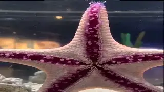 Вы когда нибудь видели как передвигаются морские звёзды?