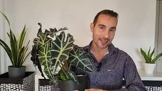 ☘️Los cuidados de tu planta Alocasia Polly. CONSEJOS de BIÓLOGO EXPERTO 🌱
