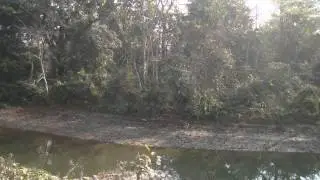 Gorumara National Forest at Dooars.