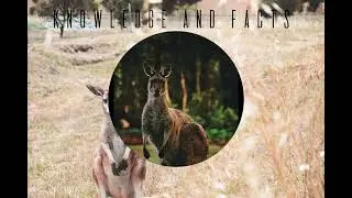 Animal size of a rice grain 😲 😮 | Knowledge and Facts
