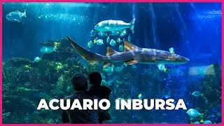 Descubre el Acuario Inbursa: Un refugio marino en el corazón de la Ciudad de México