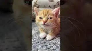 Kittens #cat #cuteecats #cutecat #funny