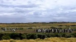 King penguins