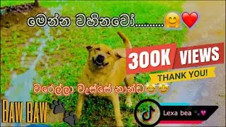 වැස්සේ නාන්ඩ එන්ඩෝ 🤗❤️ |lexa bea 🐾💗
