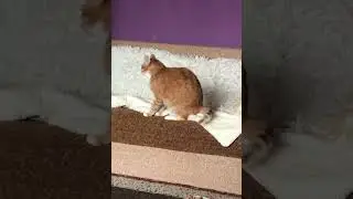 - а по-моєму саме так виглядає порядок, правда ж так гарніше?