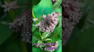 Коротко о ваточнике сирийском