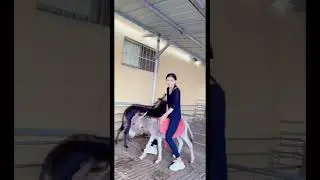 Short ride on small donkey
