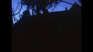Bird sound