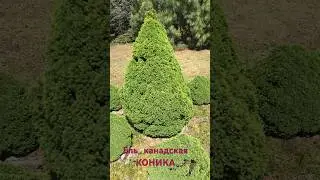 Ель канадская Коника picea glauca conica #сад #ландшафтныйдизайн