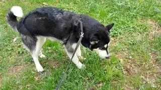 Alaskan Malamute's bile vomit | GRAPHIC | Unpleasant reality