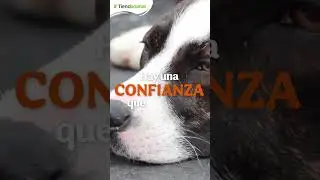🚫 ¡NO AL ABANDONO ANIMAL! 🚫