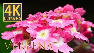 Captivating Verbena: A Macro Photography Journey | 4K Video