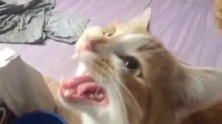 cat wants to eat . Slow motion
