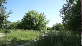 Футаж   Footage free   Зеленая поляна   000212