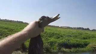 Охота на Утку с подхода 4 2023г.
