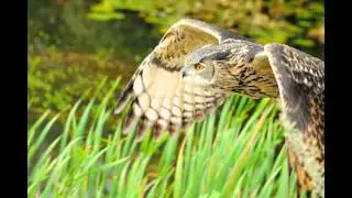 Topvogel Video
