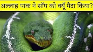 अल्लाह ताला  ने  सांप को क्यूँ पैदा किया?#short #youtubeshorts