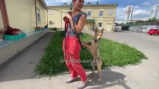 Элли ищет хозяина! Приют «Щербинка» SOBAKA-UZAO.RU