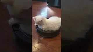 When the robot vacuum sucks up your tail!