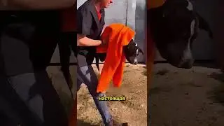 Компания помогла парализованной собаке вернуться к жизни #rescue #kindness #heartwarming
