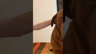 our dog doesn't want to wash did we manage to wash it?