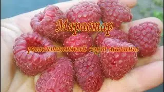 Марастар перед заморозками