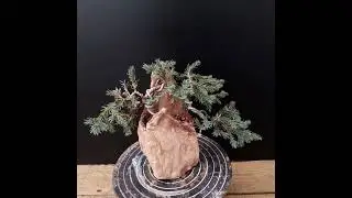 Бонсай из можжевельника обзор