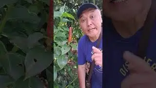 😃Такого ботанического сада в Сингапуре вы точно не видели😆🌴🦎 Юрий Ботоев