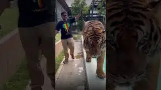 एक नहीं दो दो tiger 🔥🔥#gaganpratapmaths #trending #shorts #tiger #trendingshorts