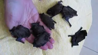 Handfuls Of Wriggly Baby Microbats