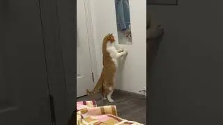 Mirror tell who is the cutest in the world 😍💖#catfunny #cats #shorts