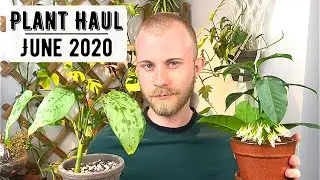 Houseplant Haul | June 2020