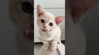 У кого также? 🤣 #бурма #cat #бурманскиекотята #catlover #kitten #pets #купитькотенка #cute #котики