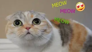 So may CUTE CATS videos! Funny and cute cats compilation 2020
