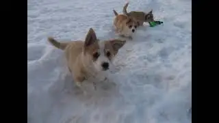 щенки вельш-корги пемброк