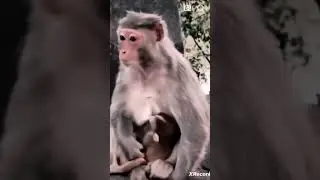 lovely baby monkey