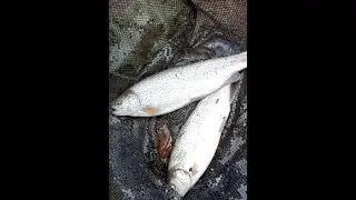Запускаем первую рыбу в наш Пруд ))