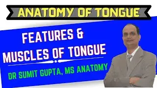ANATOMY OF TONGUE : FEATURES & MUSCLES