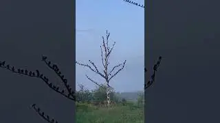Птичья тусовка начинается рано утром.